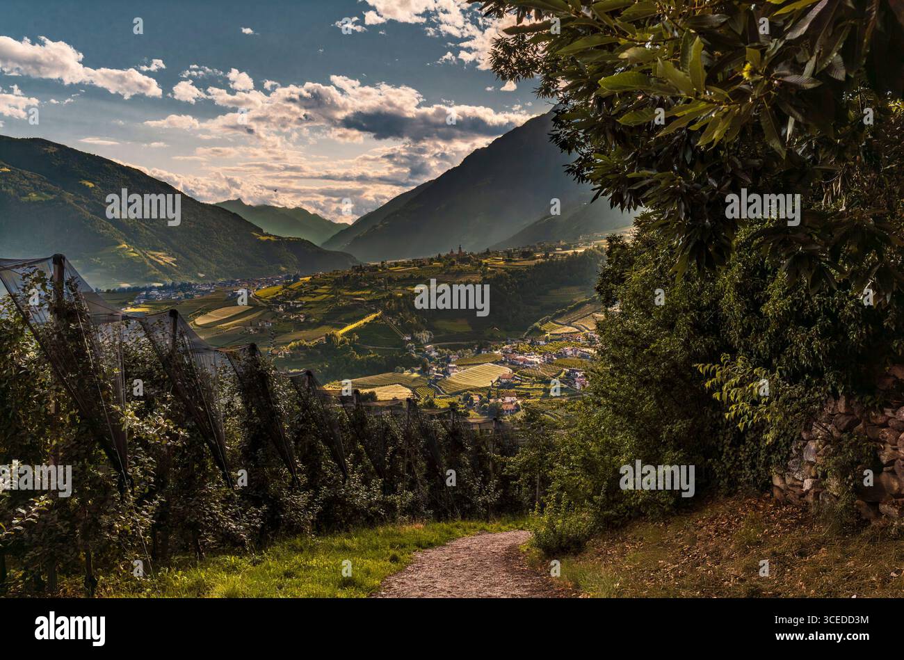 Blick auf Dorf Tirol in Italien am späten Nachmittag mit Apfelplanken und Weinbergen Stockfoto