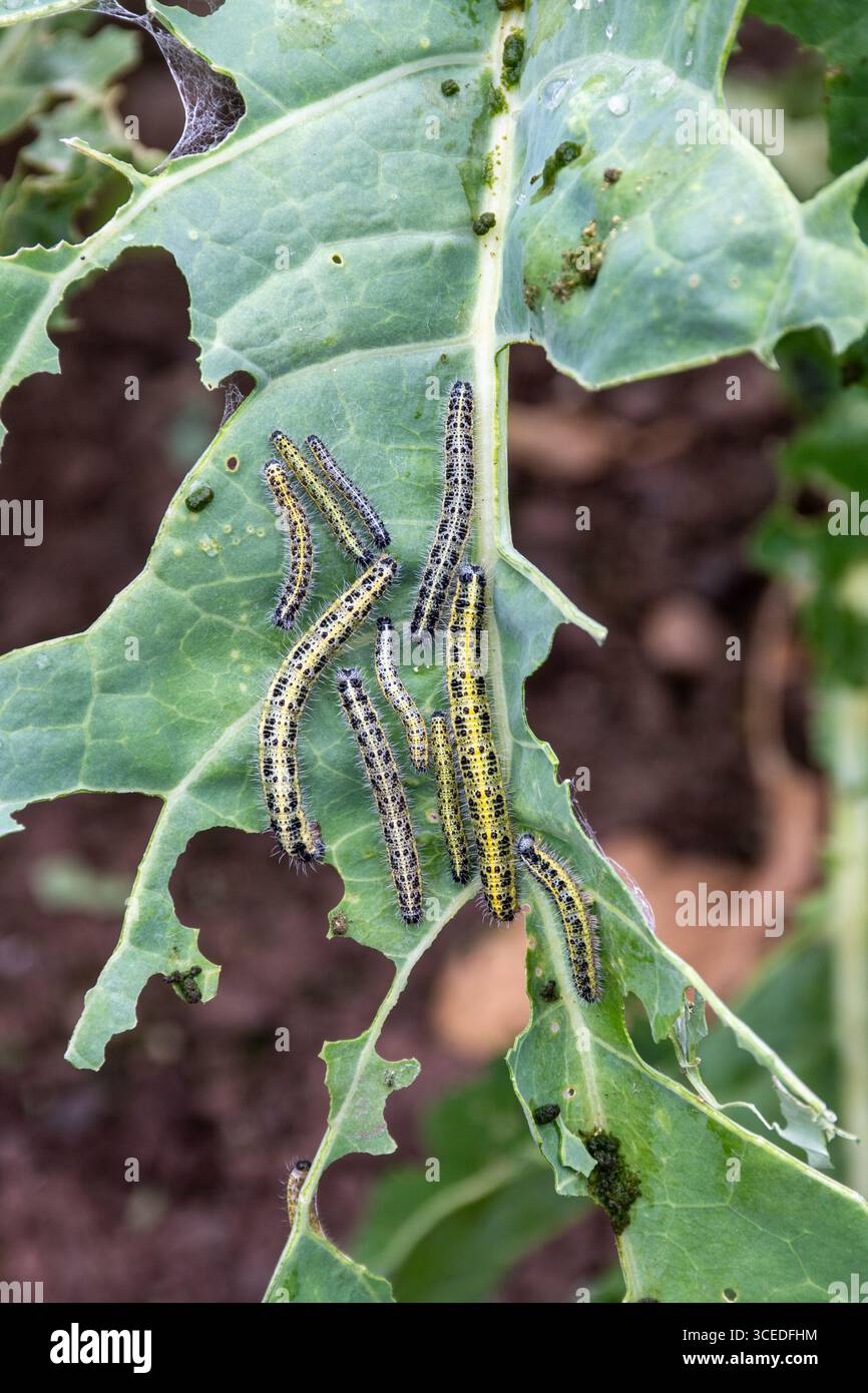 Einige Raupen des großen Weißen Schmetterlings (Pieris brassicae) an Kohl-Pflanzen. Sie gelten als Gartenschädling, da sie Brassicas essen. Stockfoto