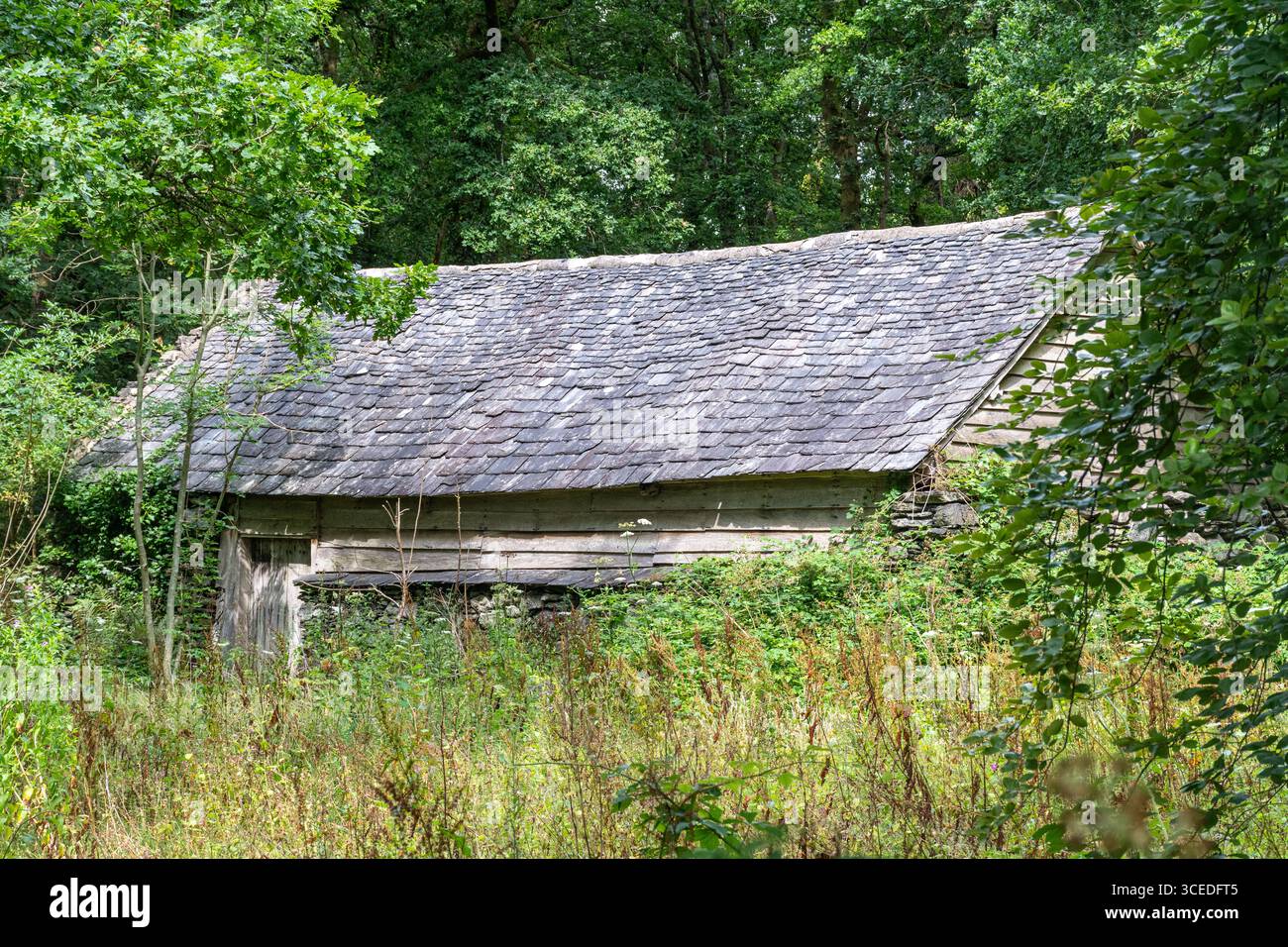 St Fagans National Museum of History, ein Freilichtmuseum in Südwales, Großbritannien, und eine beliebte Besucherattraktion. Hendre-Wen Scheune wurde um 1600 erbaut Stockfoto