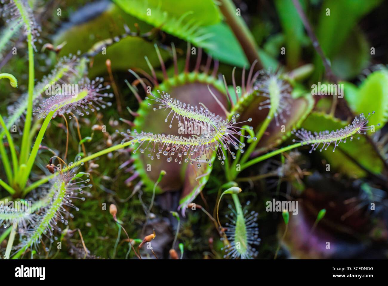 Nahaufnahme fleischfressender Pflanzen Drosera (Sonnentau) und Dionaea muscipula (Venus Flytrap). Die klebrigen Drüsenhaare und Fallen fangen Insekten ein. Makro-nat Stockfoto