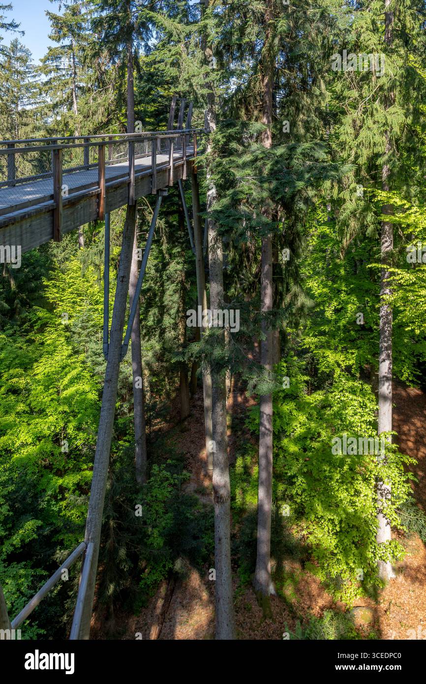 Rack am Baumkronenweg im Nationalpark Bayerischer Wald, Deutschland Stockfoto