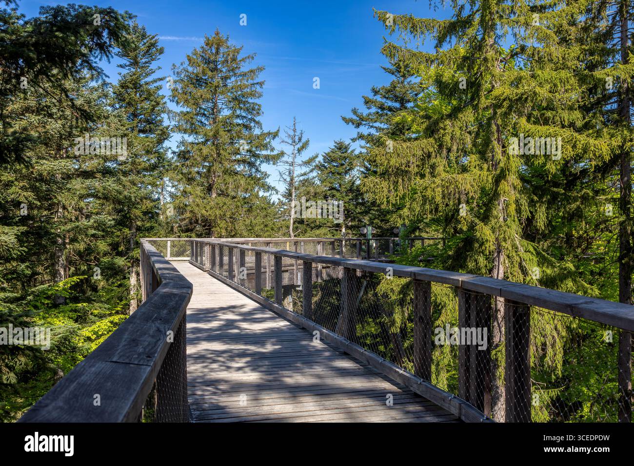 Rack am Baumkronenweg im Nationalpark Bayerischer Wald, Deutschland Stockfoto