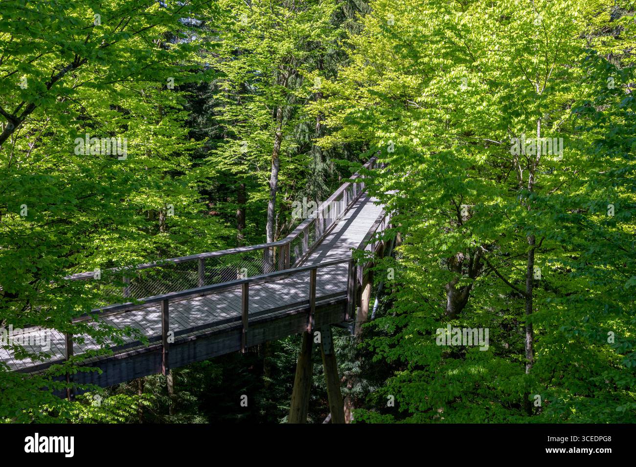 Rack am Baumkronenweg im Nationalpark Bayerischer Wald, Deutschland Stockfoto