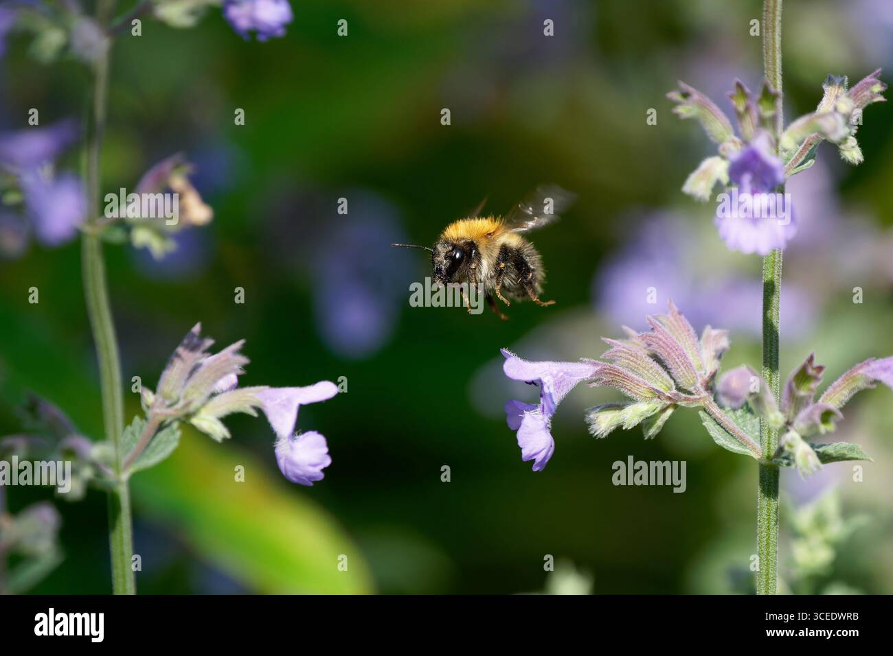 Gemeine Carder-Biene-Bombus pascuorum besucht Catmint-Nepeta faassenii. Stockfoto