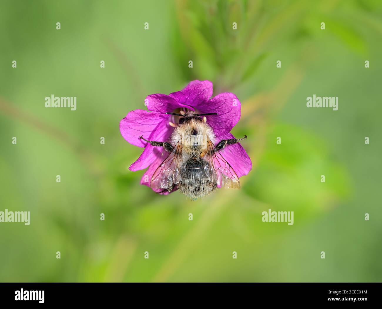 Eine Biene sammelt Nektar aus rosafarbenen, haarigen Weidenblüten, Epilobium hirsutum, in einem Naturgarten in Deutschland Stockfoto
