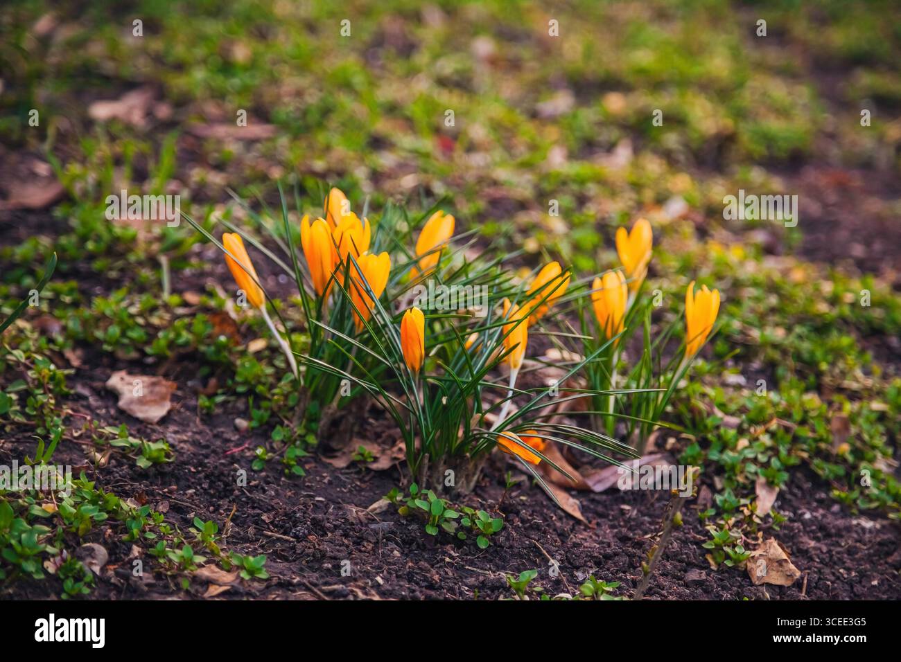 Leuchtend gelbe Krokusblüten heben sich von üppig grünem Gras ab und markieren den Frühling. Die Szene fängt die Schönheit der Natur mit verstreuter lea ein Stockfoto