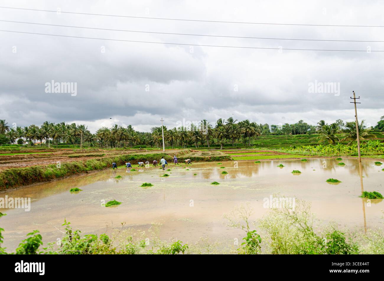 Die traditionelle Art des manuellen Reisanbaus im ländlichen Indien Stockfoto