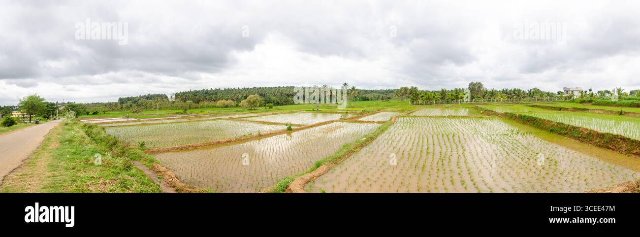 Die traditionelle Art des manuellen Reisanbaus im ländlichen Indien Stockfoto