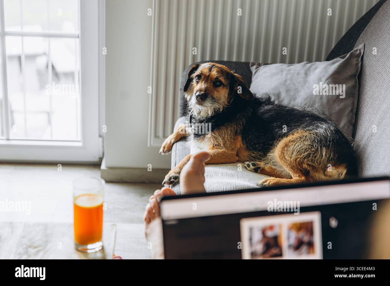 Mischlingshund liegt auf dem Sofa, während der Besitzer von zu Hause aus arbeitet. Das Haustier wirkt einsam und blickt auf die Kamera. Konzept der Tierpflege und emotionale ne Stockfoto