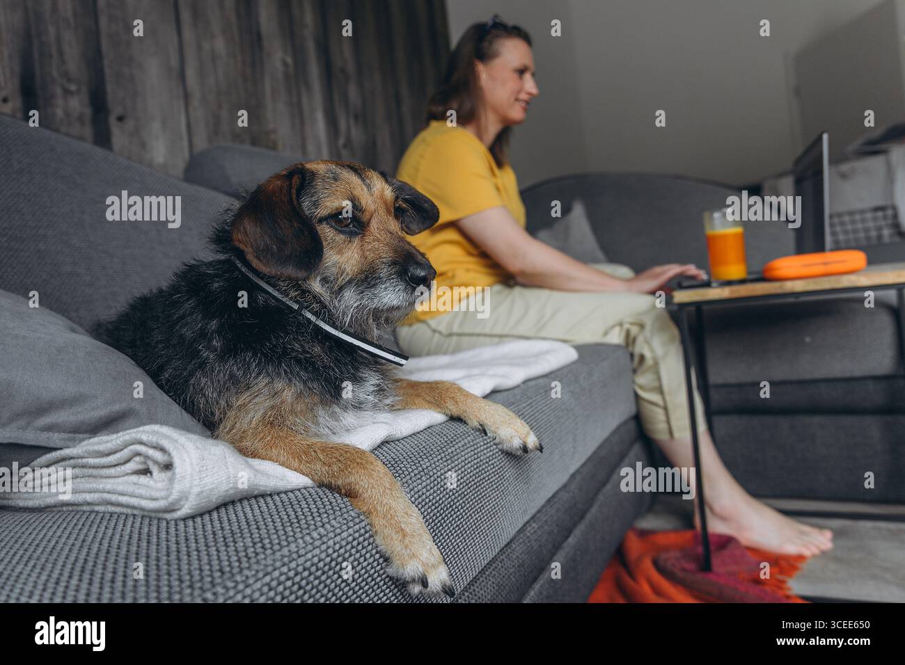 Haushund liegt auf einem Sofa im Vordergrund, während eine Frau im Hintergrund an einem Laptop arbeitet. Konzept für haustierfreundliches Heimbüro, Fernarbeit und Stockfoto