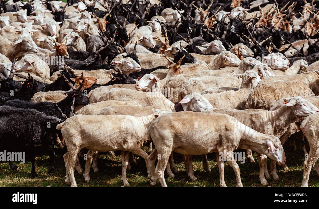 Eine große Herde von Hortobágyi Racka Schafen, eine ungarische Rasse, dicht zusammengepackt. Die Schafe weisen eine Mischung aus cremeweiß, hellbeige und schwarzem c auf Stockfoto