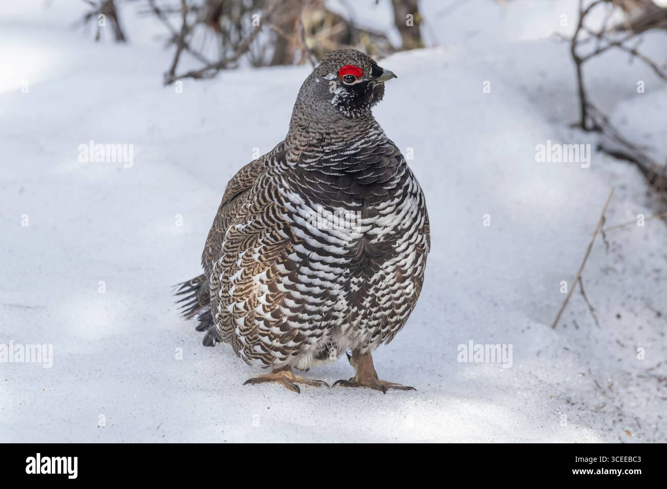 Fichtenhühner; Nordamerika; Usa; Alaska; Wildtiere; Vögel; Fichtenhühner; Falcipennis canadensis; Frühling; männlich; Zuchtanzeige Stockfoto