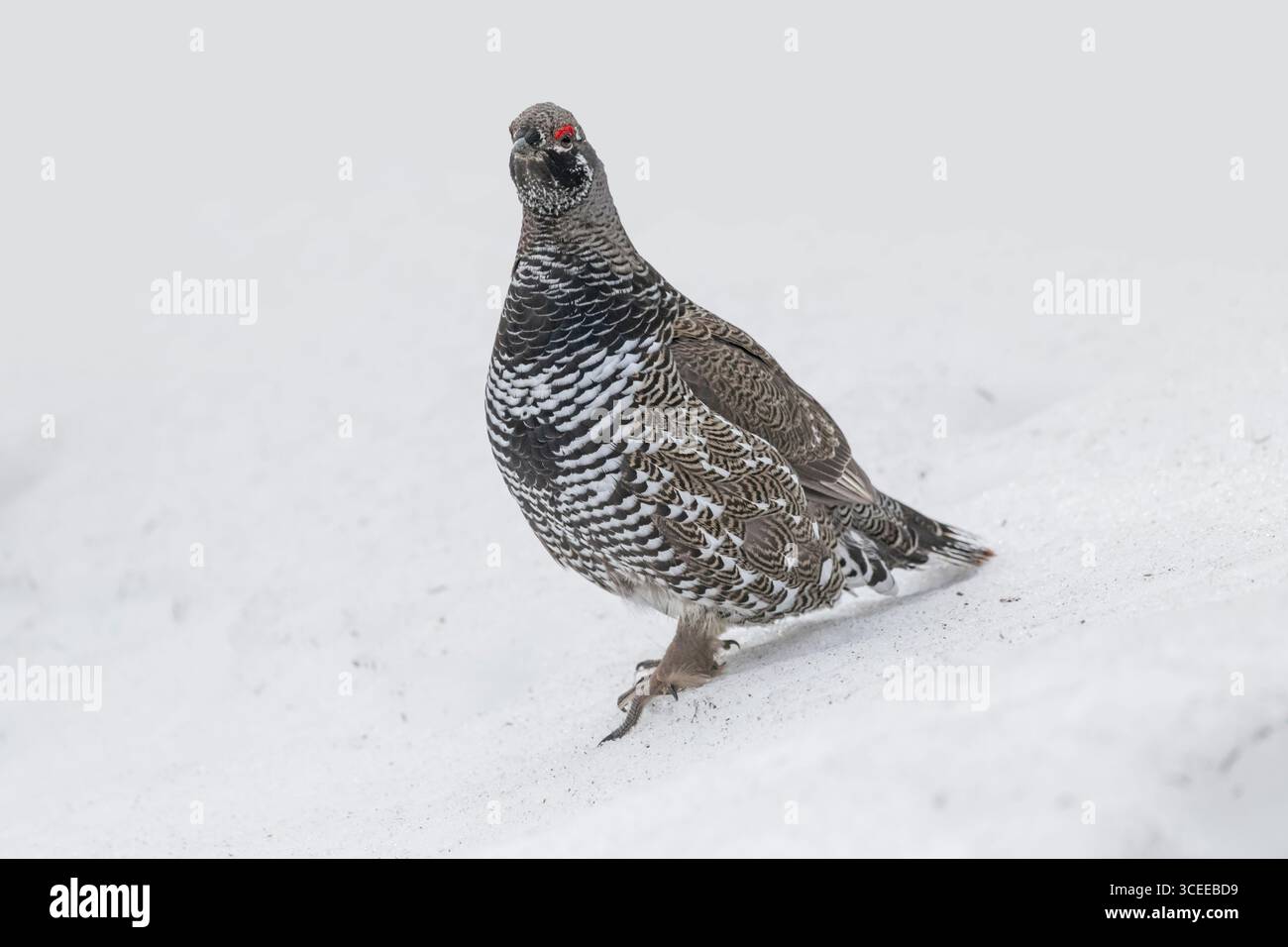 Fichtenhühner; Nordamerika; Usa; Alaska; Wildtiere; Vögel; Fichtenhühner; Falcipennis canadensis; Frühling; männlich; Zuchtanzeige Stockfoto