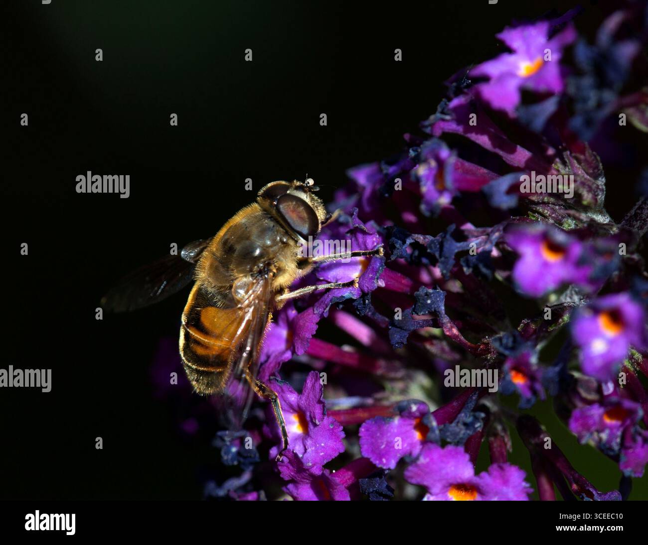 Hoverfly Myathropa Florae Stockfoto