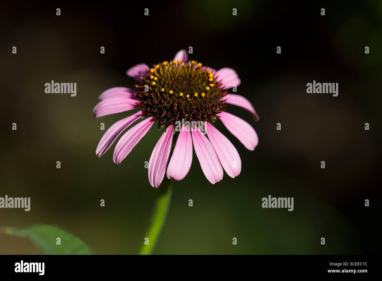 Echinacea purpurea Blumenkopf-Coneflower Stockfoto