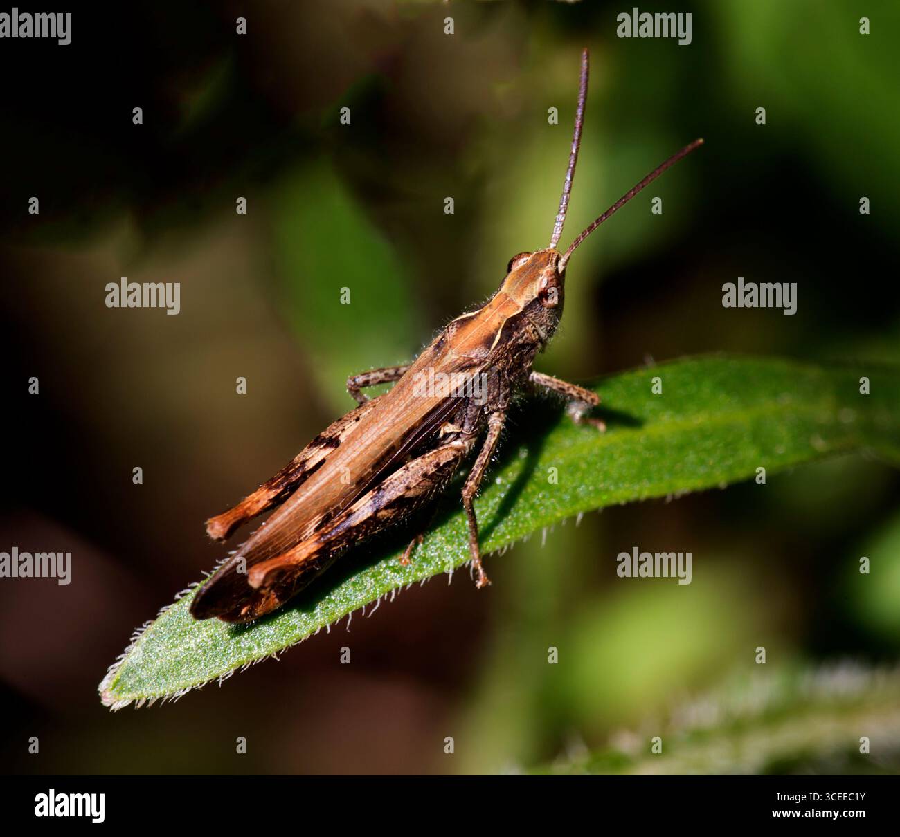 Gemeinsamen Feld Grasshopper Stockfoto
