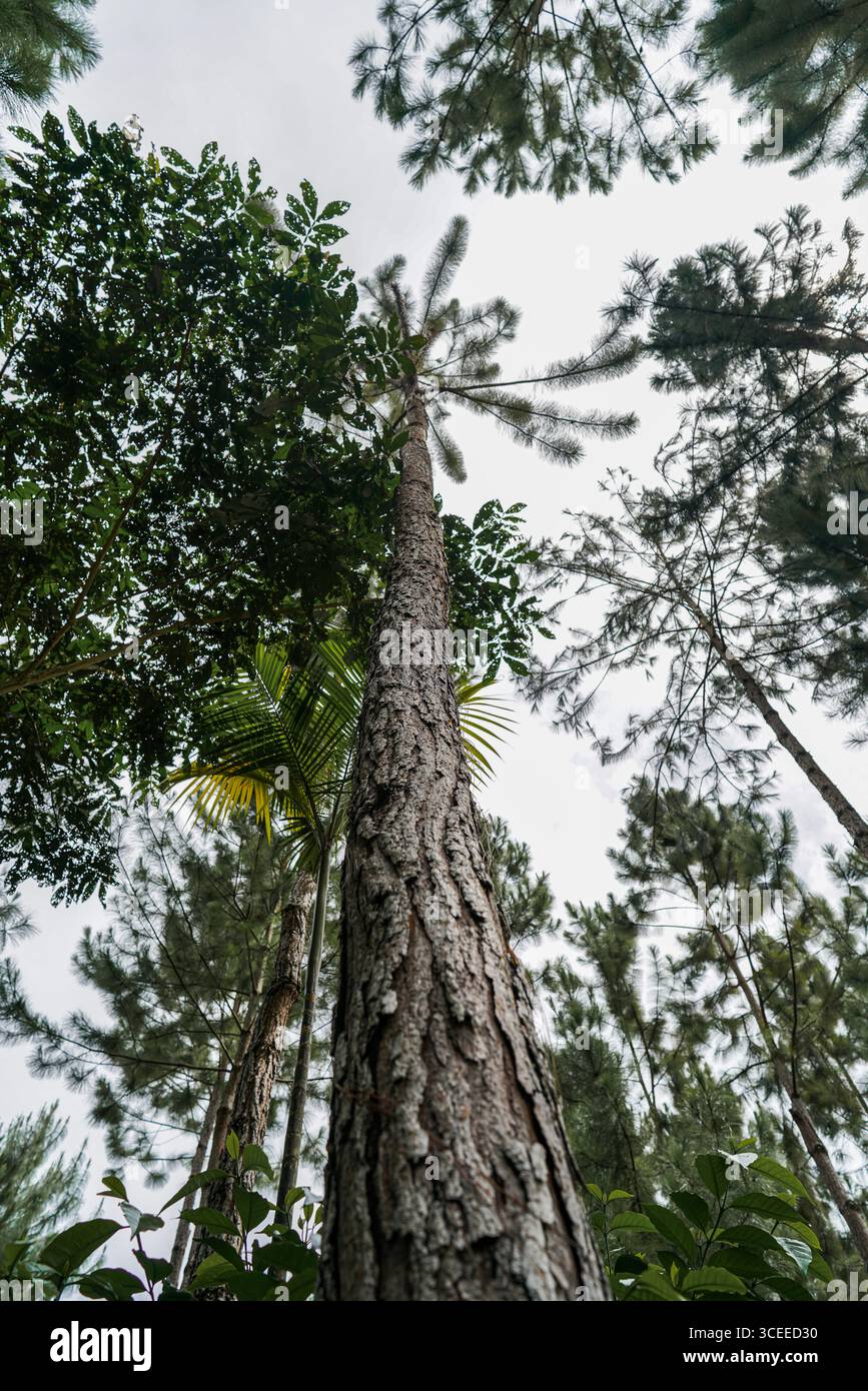 Hoher Baumstamm von unten im tropischen Wald, vertikale Perspektive zeigt Höhe, natürliches Wachstum und Waldumgebung Stockfoto