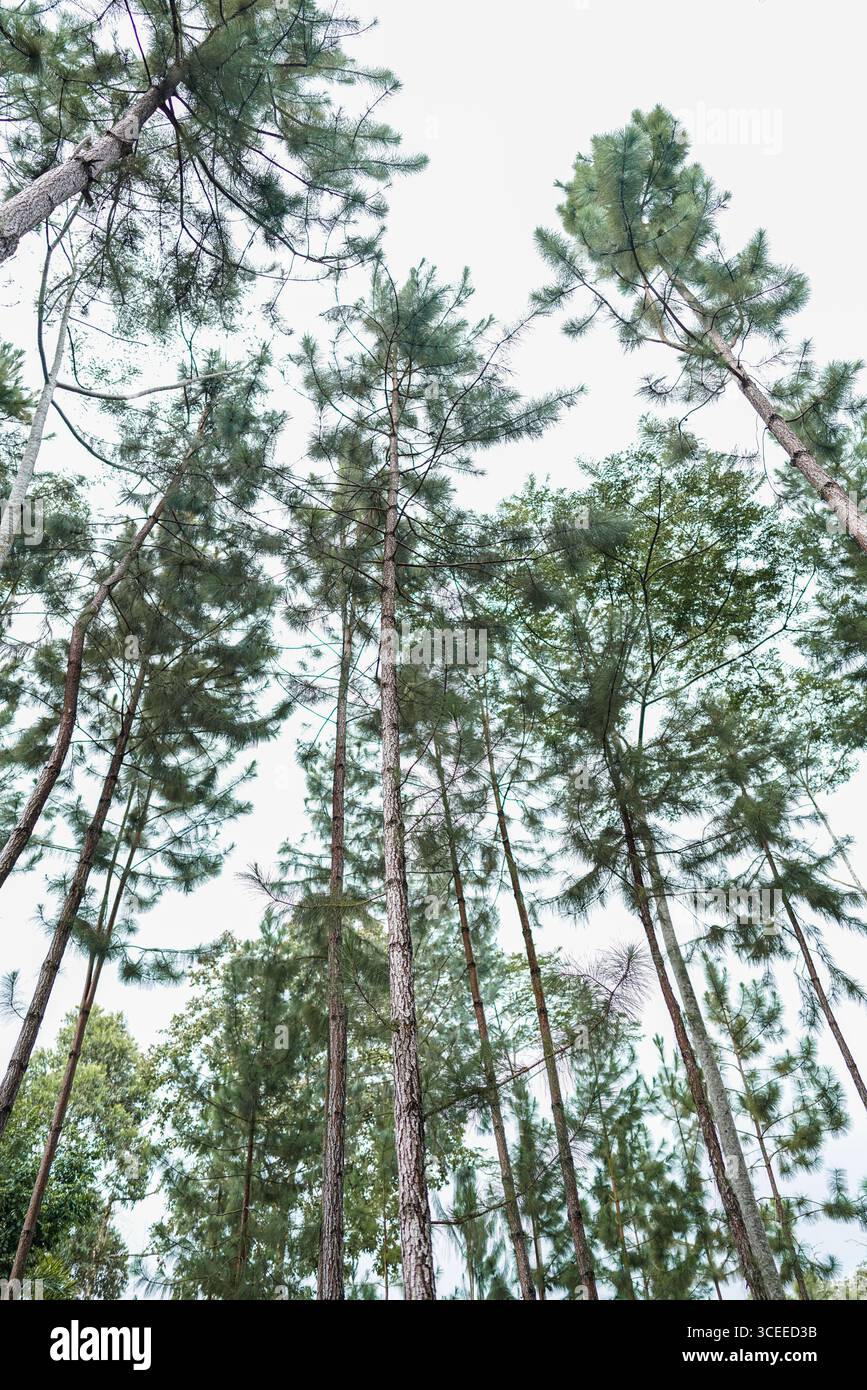 Hoher Baumstamm von unten im tropischen Wald, vertikale Perspektive zeigt Höhe, natürliches Wachstum und Waldumgebung Stockfoto