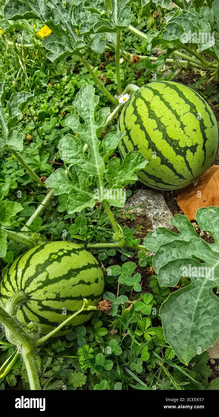 Blick von oben auf zwei organische Wassermelonen im grünen Gras während der Reifezeit im Garten in Cherson Region in der Ukraine Stockfoto