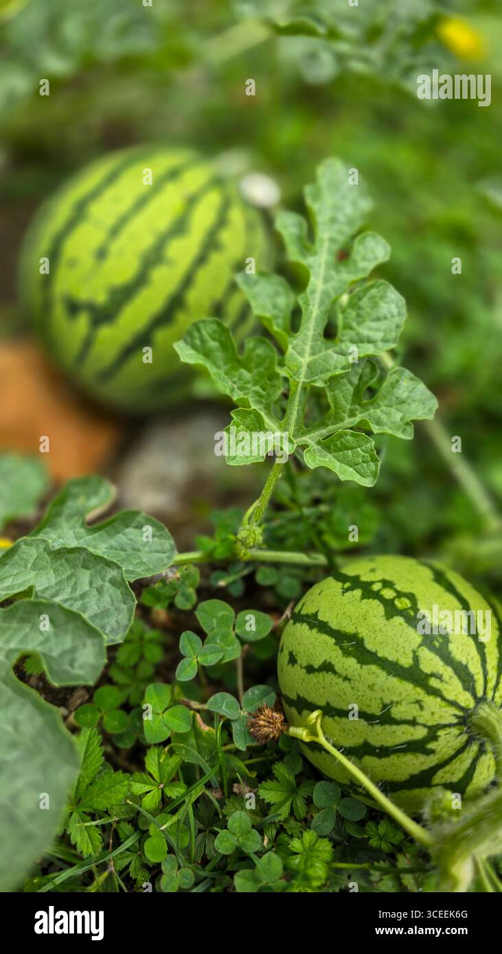 Blick von oben auf zwei organische Wassermelonen im grünen Gras während der Reifezeit im Garten in Cherson Region in der Ukraine. Selektiver Fokus. Stockfoto