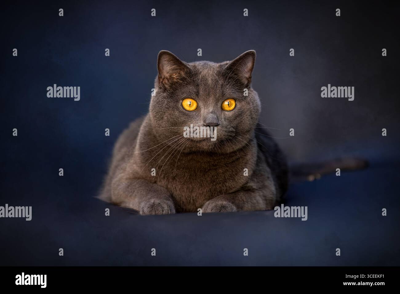 Britische Kurzhaarkatze mit markanten, bernsteinfarbenen Augen auf dunklem Hintergrund Stockfoto