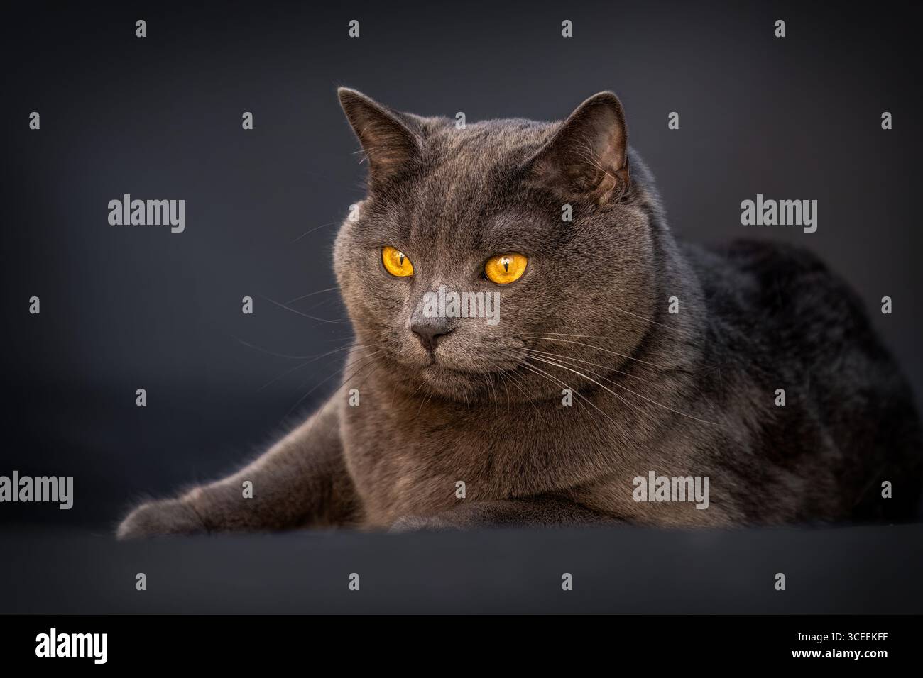 Britische Kurzhaarkatze mit markanten, bernsteinfarbenen Augen auf dunklem Hintergrund Stockfoto