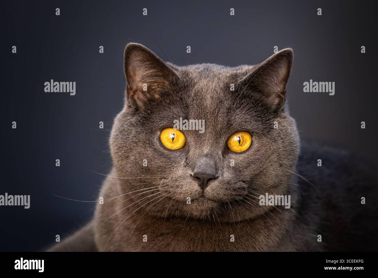 Britische Kurzhaarkatze mit markanten, bernsteinfarbenen Augen auf dunklem Hintergrund Stockfoto