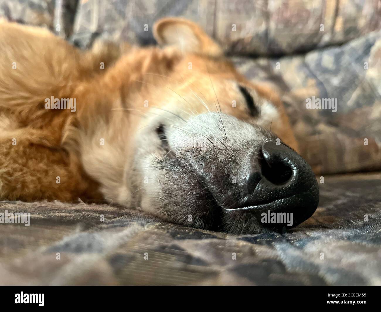 Eine Nahaufnahme der Nase eines Hundes, während sie auf einer weichen Oberfläche liegt, erfasst mit einer geringen Schärfentiefe, die auf die Schnauze fokussiert ist. - Smartphone-aufgenommenes Stockfoto