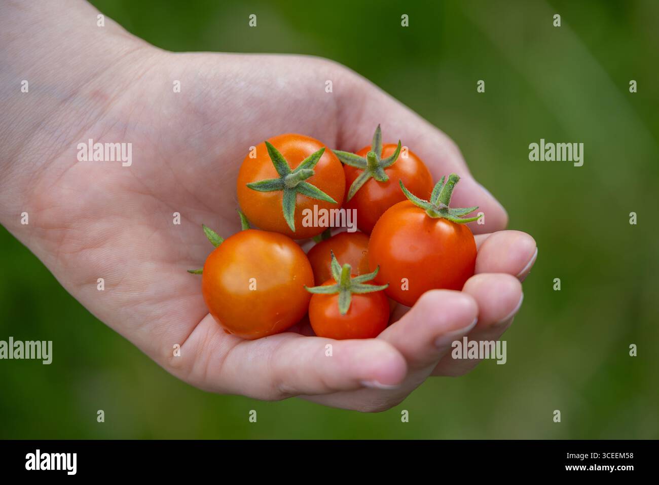 Eine Handvoll frisch geernteter roter Kirschtomaten auf grünem Hintergrund Stockfoto