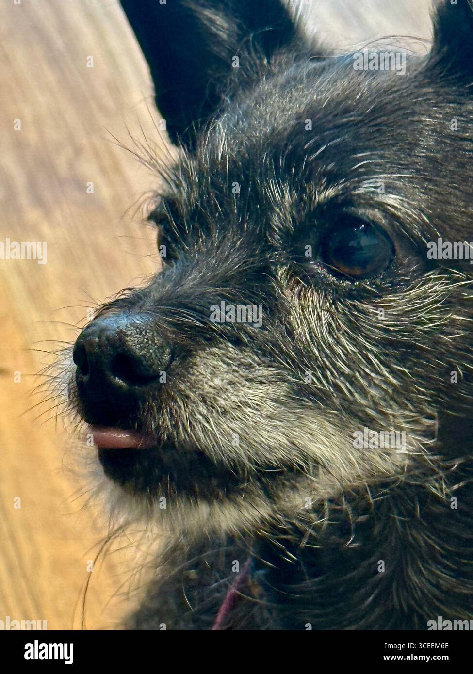 Nahaufnahme des Gesichts eines schwarzen Hundes mit Fokus auf Schnauze und Augen mit weichen Felldetails und neugierigem Ausdruck. - Smartphone-aufgenommenes Stockfoto