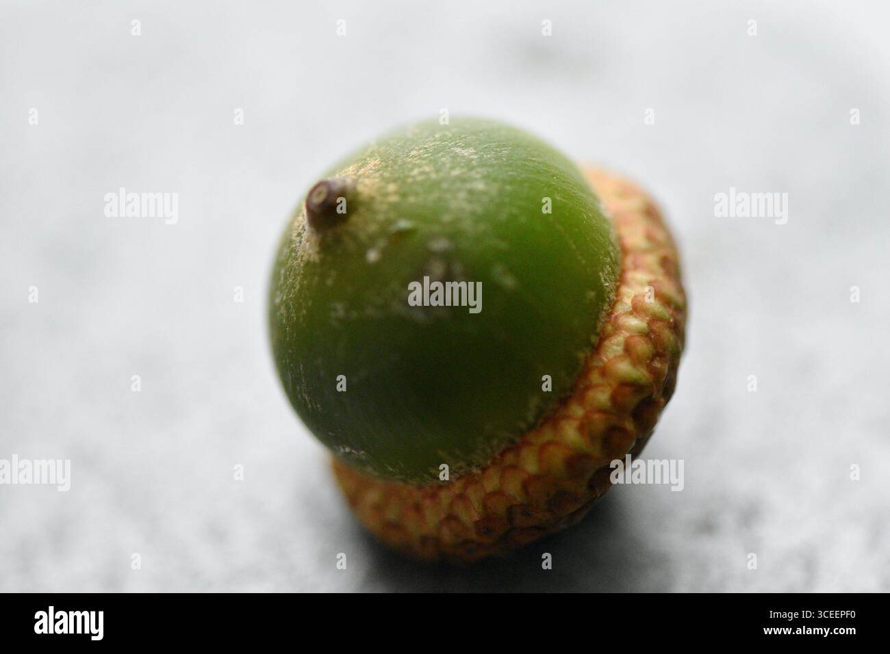 Makroaufnahme einer grünen Eichel mit Kappe, isoliert vor einem hellen neutralen Hintergrund. Stockfoto