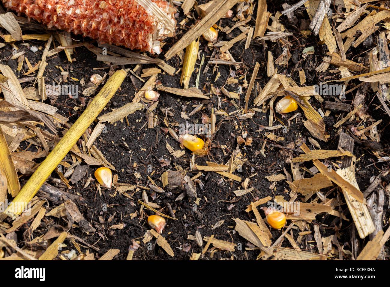 Maiskerne auf dem Boden nach der Ernte. Körnerverlust, Ernteverlust und Mähdreschereinstellungen und Wartungskonzept. Stockfoto