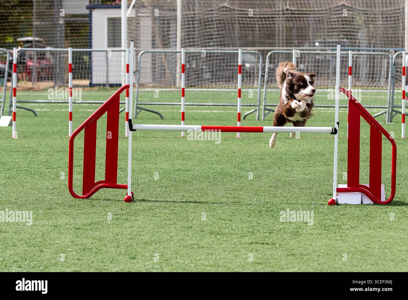 Der Hund springt bei einem Training in einem sonnigen Park über die Agilitätshürde Stockfoto