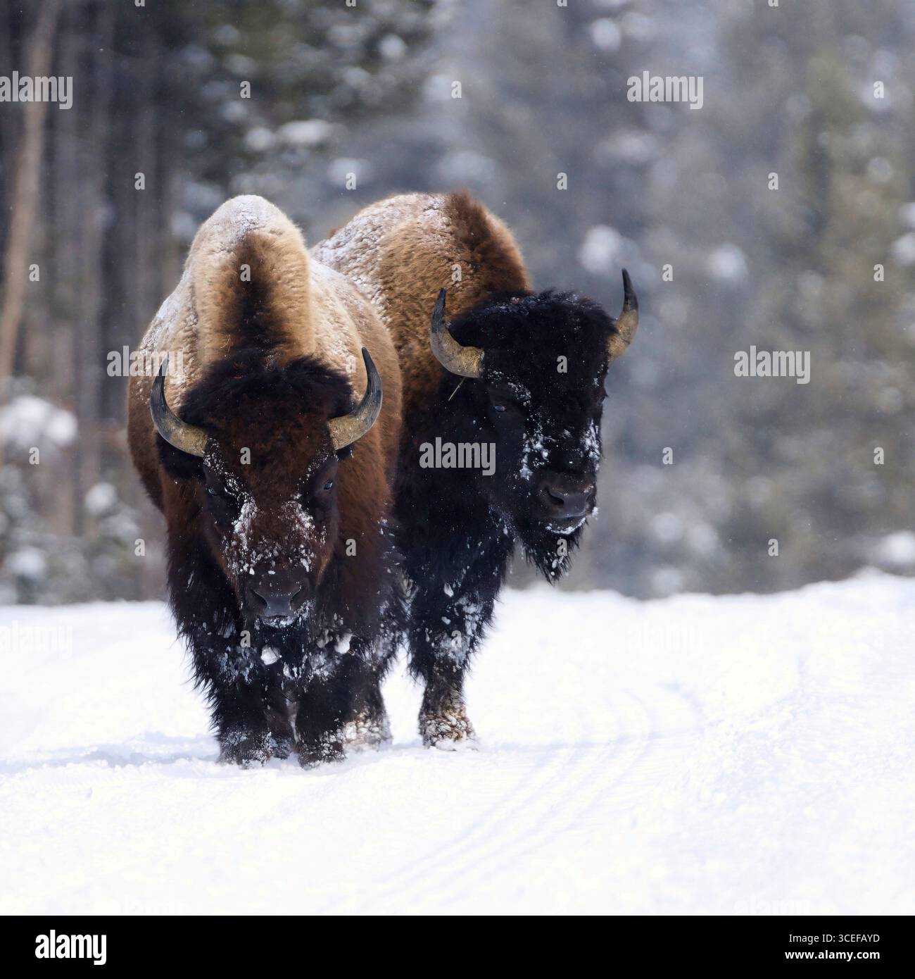 Zwei amerikanische Bisons (Bison Bison) spazieren durch eine verschneite Landschaft und zeigen die Stärke und Widerstandsfähigkeit dieser majestätischen Kreaturen in ihrem natürlichen h Stockfoto