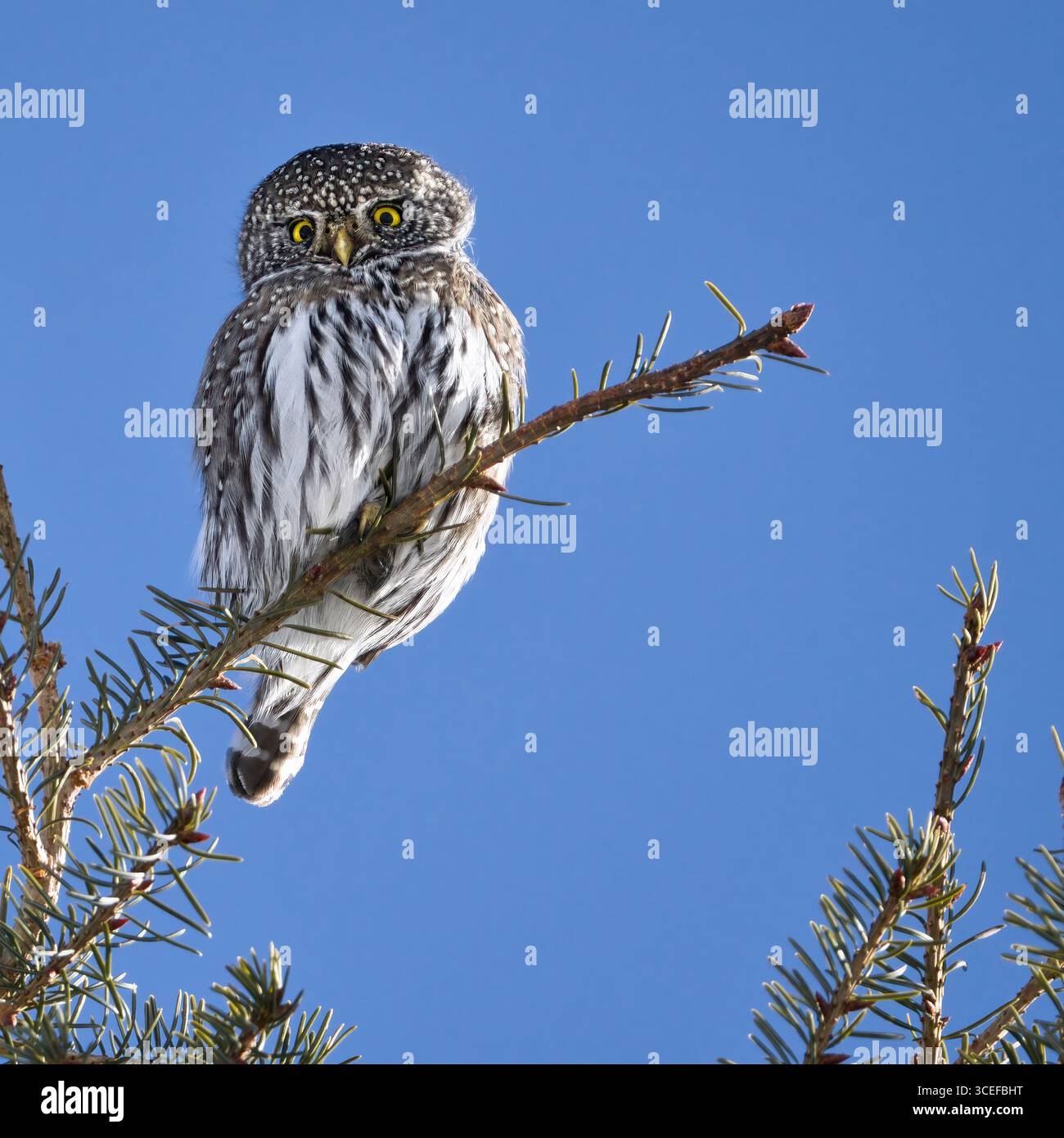 Eine Nördliche Zwergeize (Glaucidium californicum), die auf einem Fichtenzweig vor einem klaren blauen Himmel thront und ihr charakteristisches Gefieder zeigt. Stockfoto