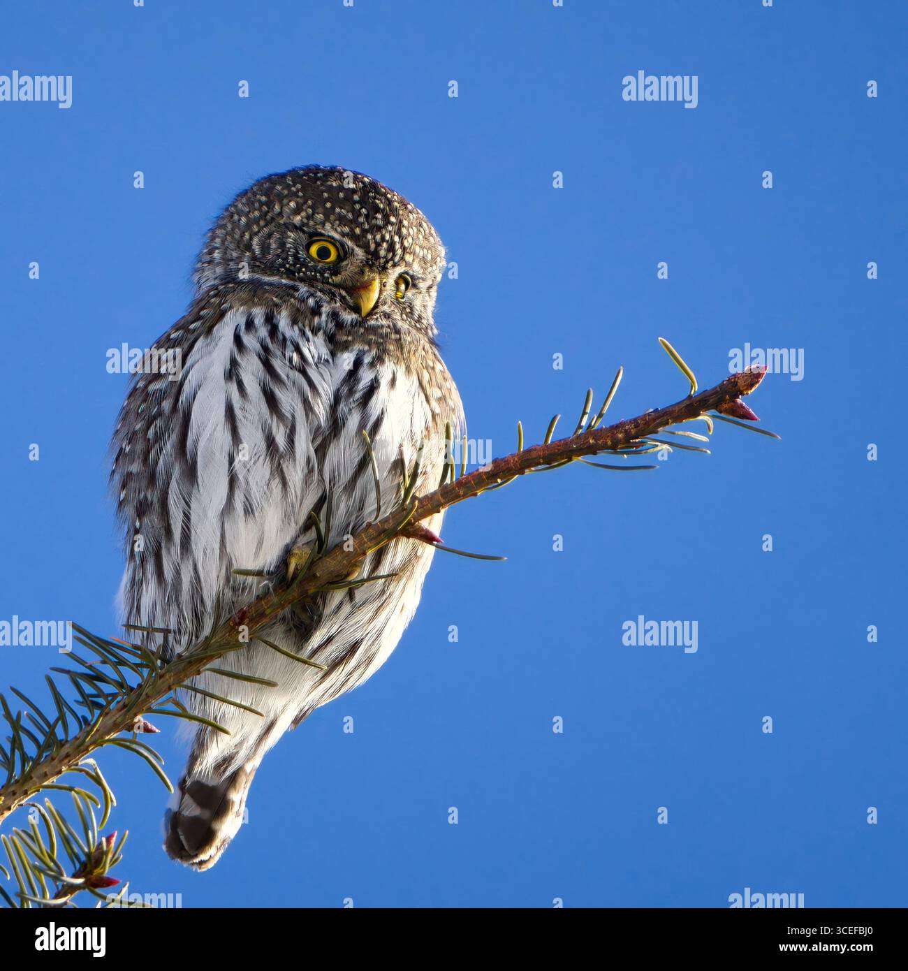 Nahaufnahme einer Nördlichen Zwergeize, die auf einem immergrünen Ast vor einem klaren blauen Himmel thront. Ideal für Natur- und Wildtierthemen. Stockfoto