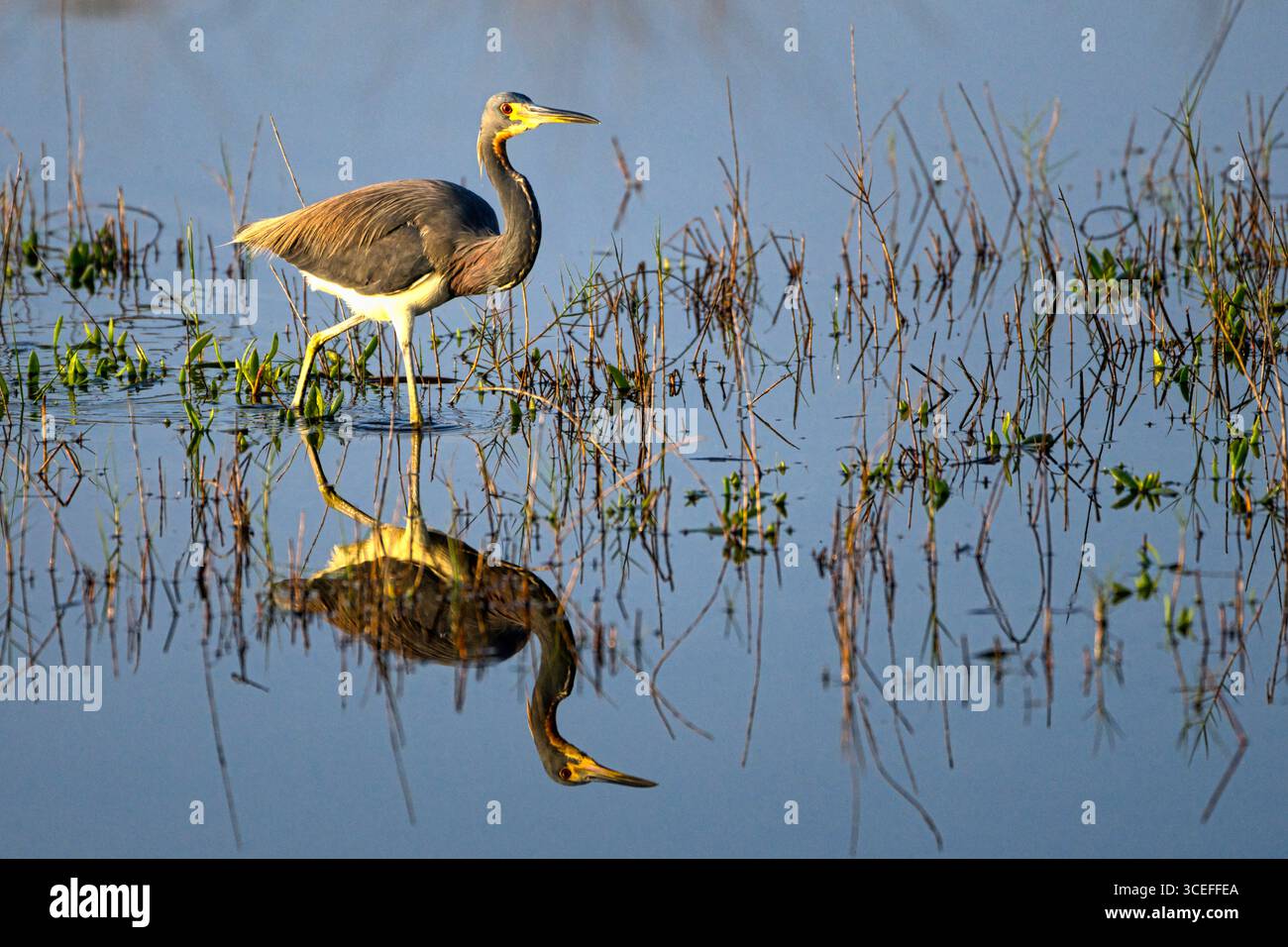 Ein dreifarbiger Reiher, Egretta Tricolor, weht friedlich in einem ruhigen Feuchtgebiet und spiegelt seine elegante Silhouette auf der stillen Wasseroberfläche wider. Stockfoto