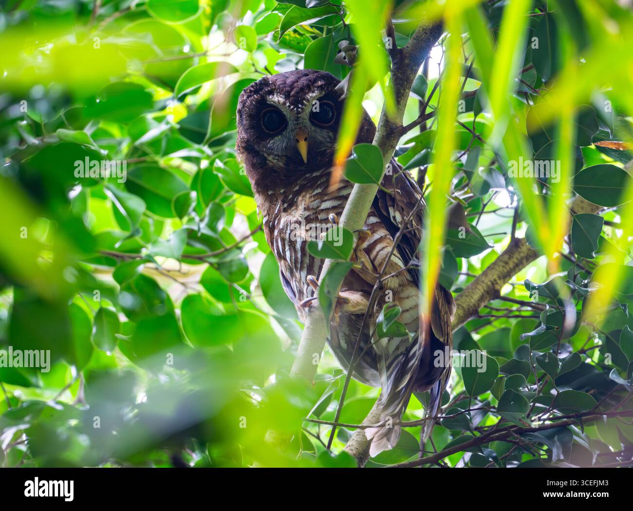 Eine afrikanische Holzeule (Strix woodfordii), die tagsüber auf einem Zweig thront. Uganda, Afrika. Stockfoto