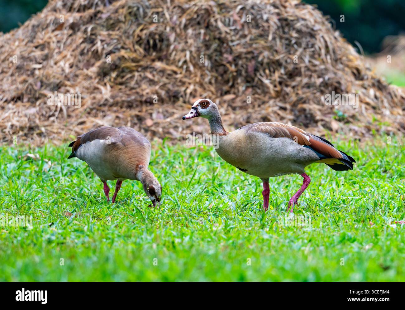 Ein Paar ägyptischer Gänse (Alopochen aegyptiaca), die sich auf grünem Gras ernähren. Uganda, Afrika. Stockfoto