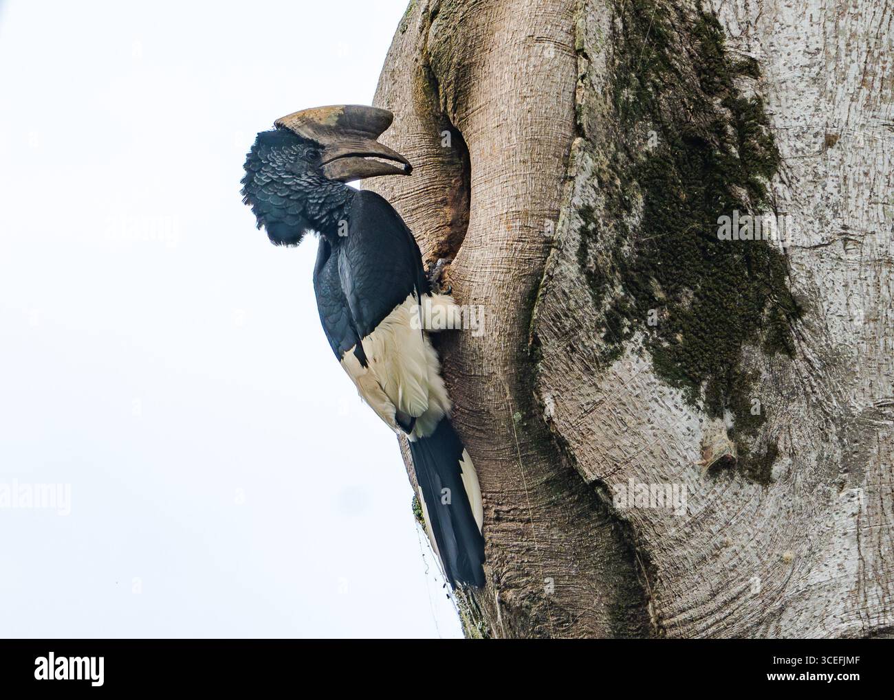Ein männlicher schwarz-weiß-kaskierter Nashornschnabel (Bycanistes subzylindricus), der seinen Nestpartner in einer Baumhöhle füttert. Uganda, Afrika. Stockfoto