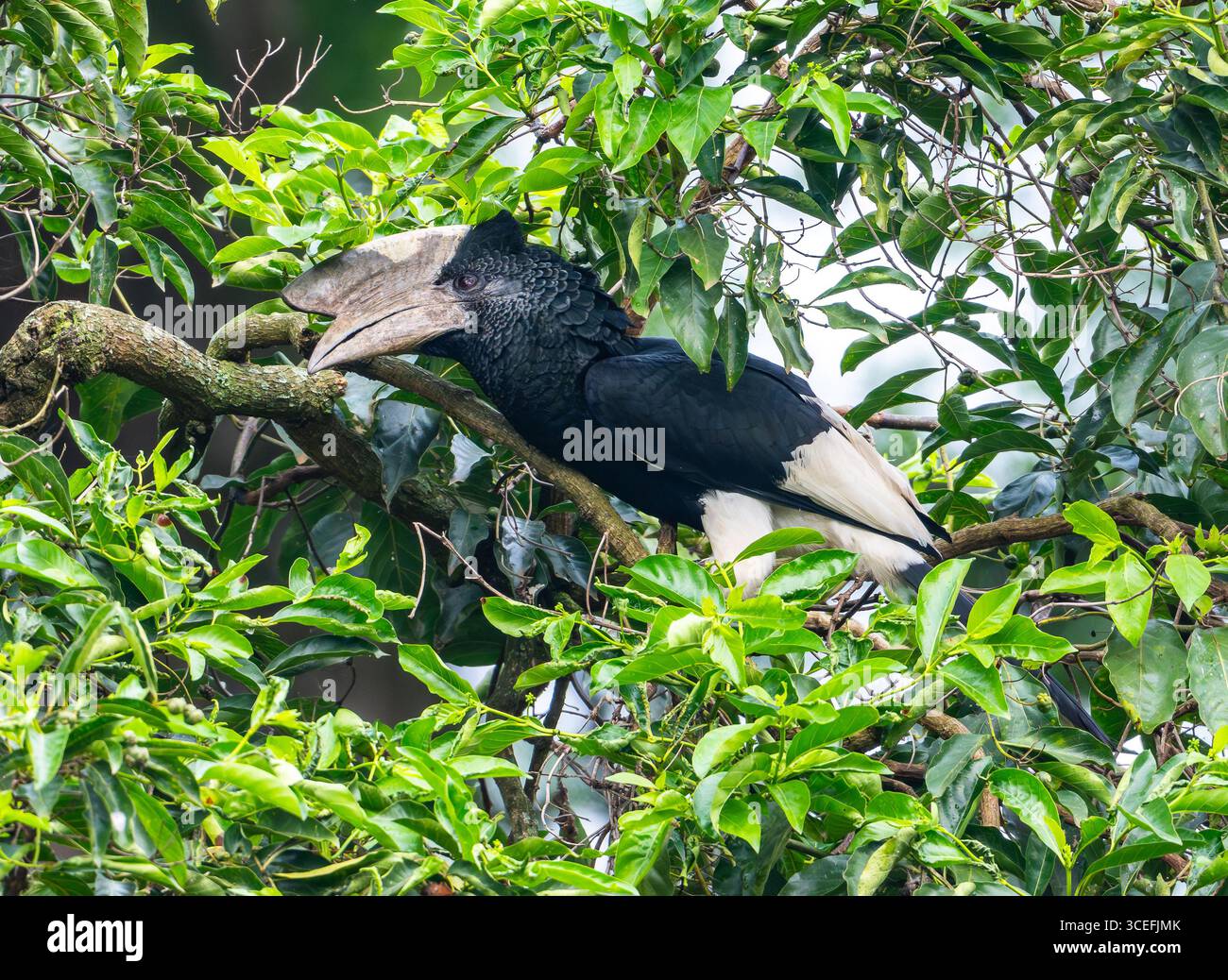 Ein männlicher schwarz-weiß-kaskierter Nashornschnabel (Bycanistes subzylindricus), der in einem Baum auf der Suche ist. Uganda, Afrika. Stockfoto