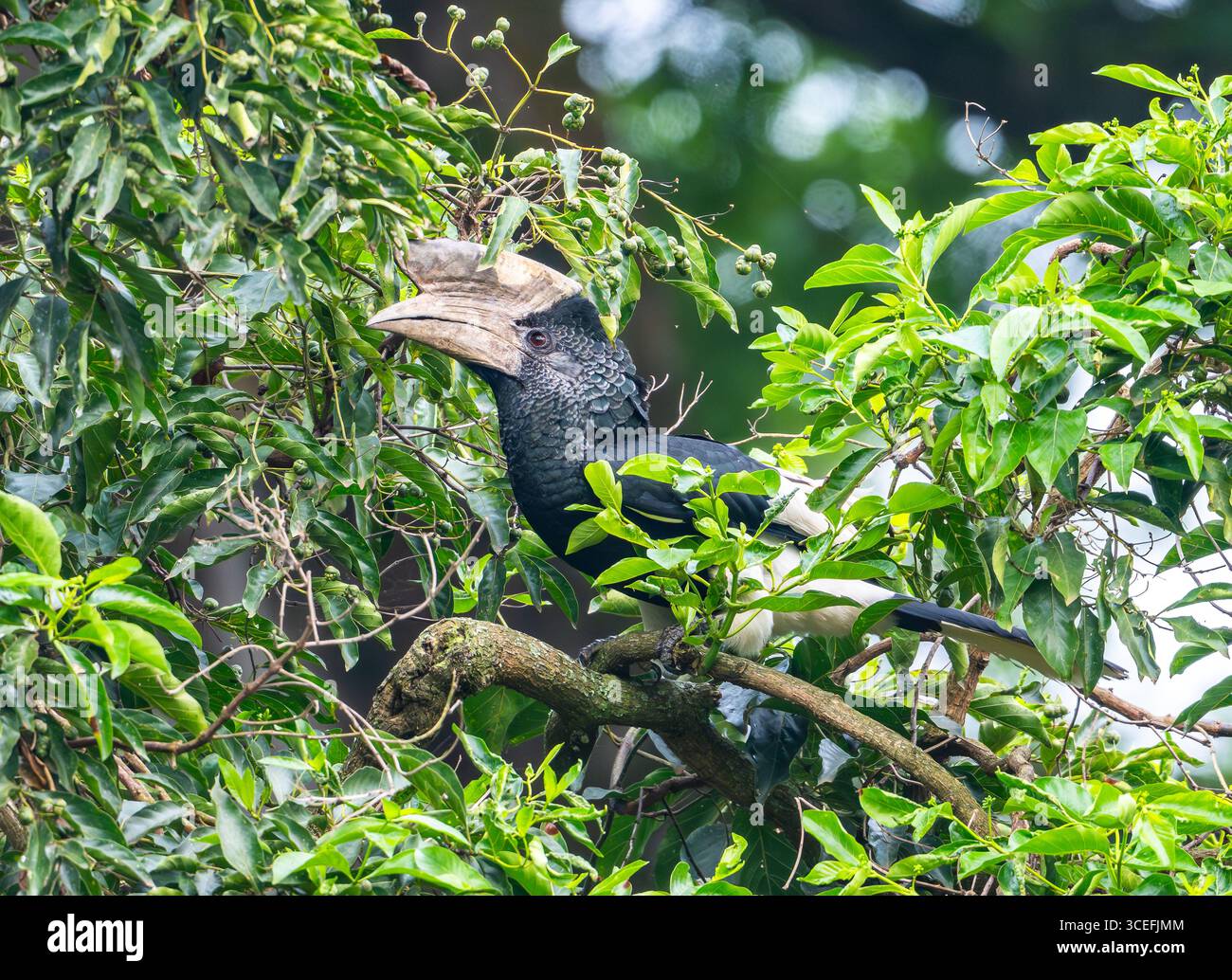 Ein männlicher schwarz-weiß-kaskierter Nashornschnabel (Bycanistes subzylindricus), der in einem Baum auf der Suche ist. Uganda, Afrika. Stockfoto
