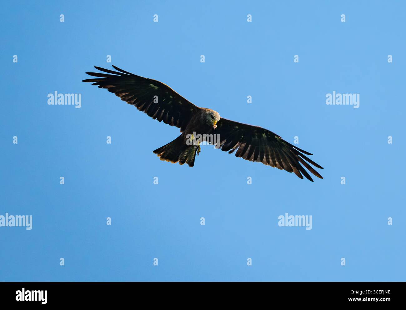 Ein schwarzer Drachen (Milvus migrans), der über dem Kopf schwebt. Uganda, Afrika. Stockfoto