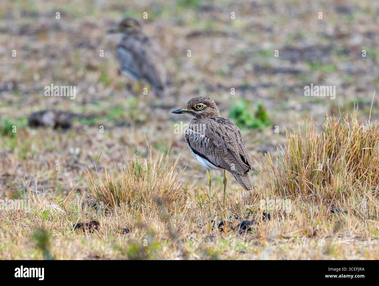 Ein Paar Wasser Dick-Knie (Burhinus vermiculatus), das auf offenem Feld steht. Uganda, Afrika. Stockfoto