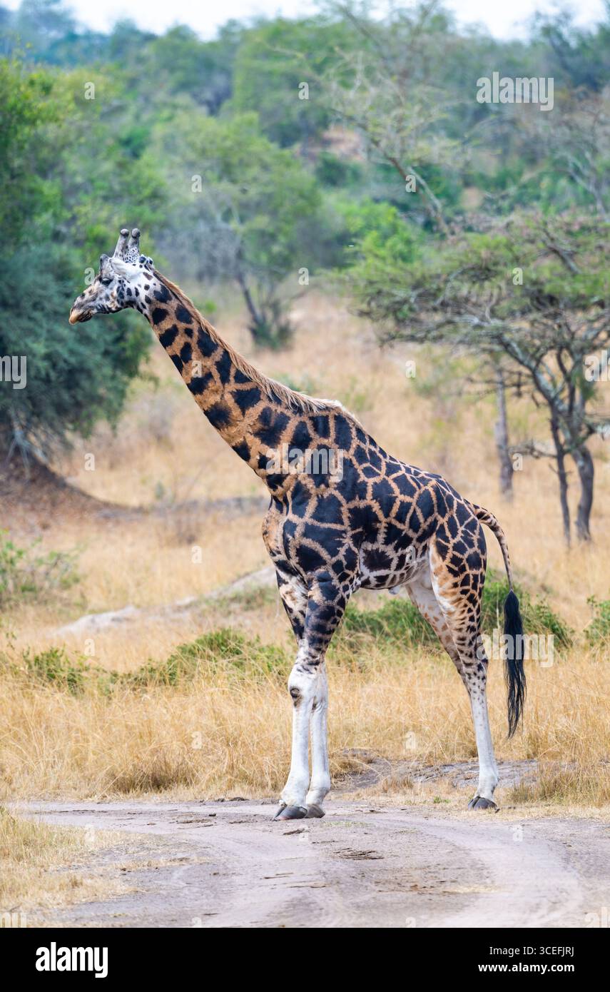 Eine Rothschild-Giraffe (Giraffa camelopardalis ssp. Rothschildi) in der offenen Savanne. Lake Mburo National Park, Uganda, Afrika. Stockfoto