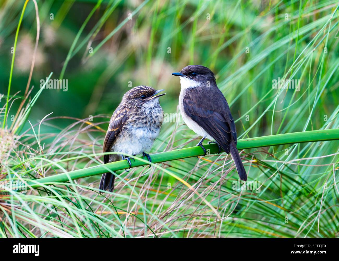 Ein junger Sumpfflieger (Muscicapa aquatica), der um Essen bettelt. Lake Mburo National Park, Uganda, Afrika. Stockfoto