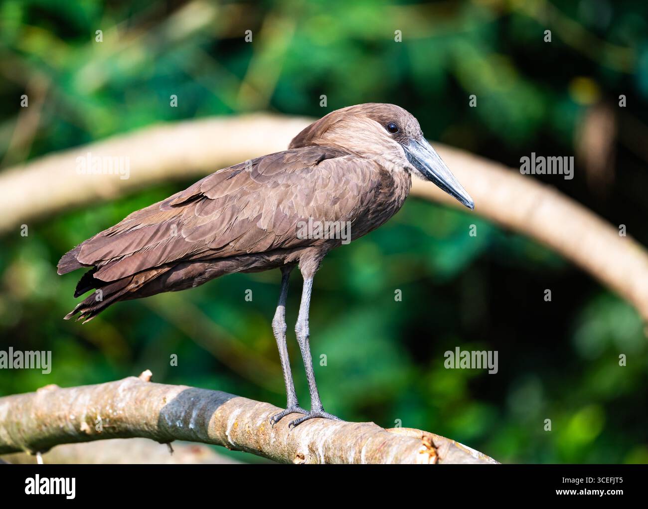 Ein Hamerkop (Scopus-Regenschirm), der auf einem Ast steht. Lake Mburo National Park, Uganda, Afrika. Stockfoto
