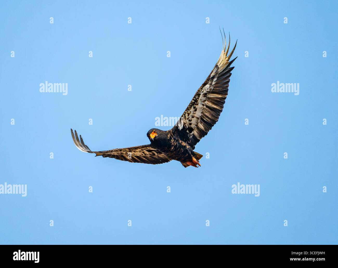 Ein Bateleur (Terathopius ecaudatus), der über dem blauen Himmel fliegt. Lake Mburo National Park, Uganda, Afrika. Stockfoto