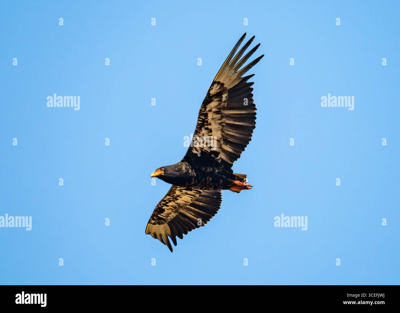 Ein Bateleur (Terathopius ecaudatus), der über dem blauen Himmel fliegt. Lake Mburo National Park, Uganda, Afrika. Stockfoto