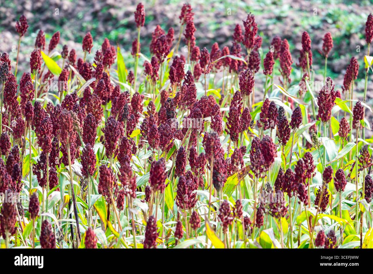 Ein Sorghumfeld, das bald reif ist, mit dunkelroter Kornschale. Uganda, Afrika. Stockfoto